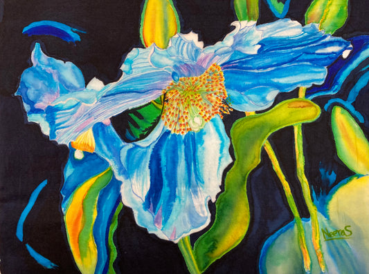 BLUE MOUNTAIN POPPY