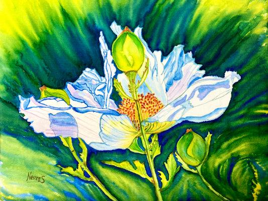 WHITE MOUNTAIN POPPY PRINT